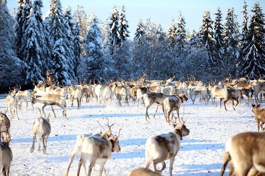 Kuusamo: Morning Feeding of Hundreds of Reindeer - A morning shaped by the reindeer