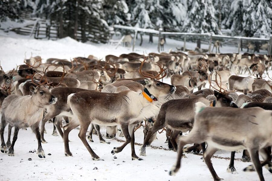 Kuusamo: Morning Feeding of Hundreds of Reindeer - Watching the herd gather for breakfast
