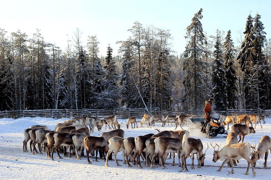 Kuusamo: Morning Feeding of Hundreds of Reindeer - Photos after the feeding