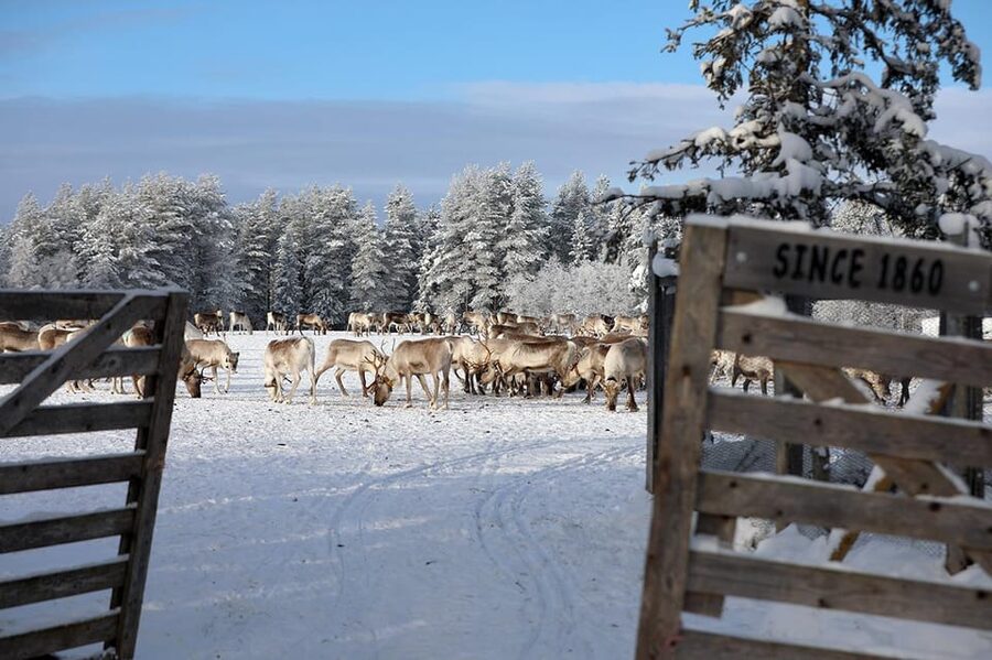 Kuusamo: Morning Feeding of Hundreds of Reindeer - Clothing, timing, and small practical details