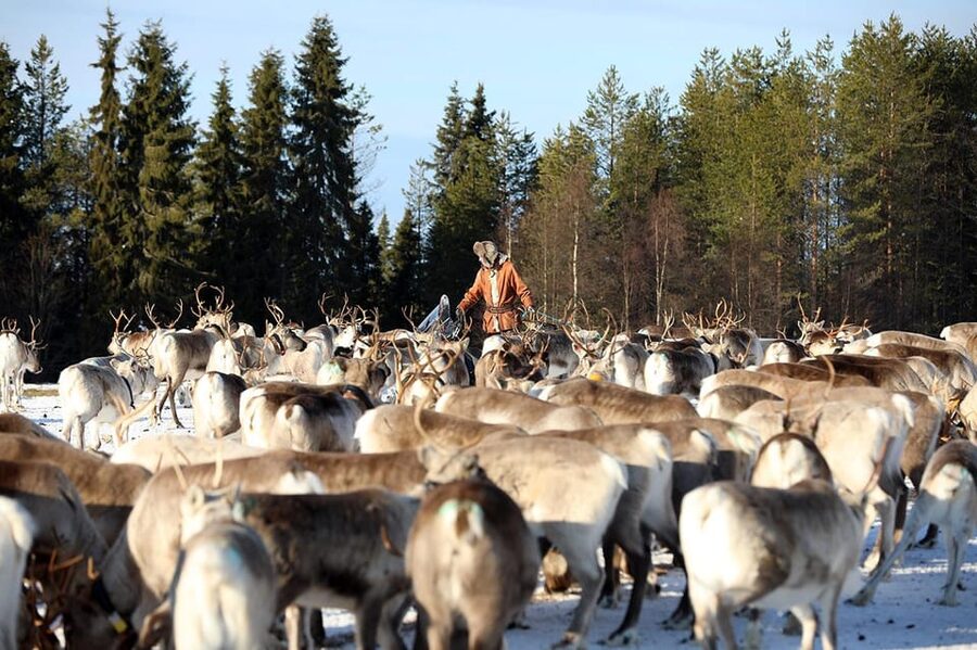Kuusamo: Morning Feeding of Hundreds of Reindeer - Arriving at Kujala Reindeer Farm