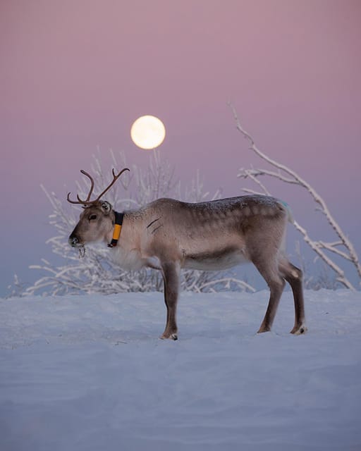 Kuusamo: Reindeer Farm Visit - What the One-Hour Visit Includes