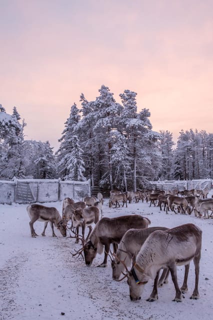 Kuusamo: Reindeer Farm Visit - A Look at Finnish Handicrafts