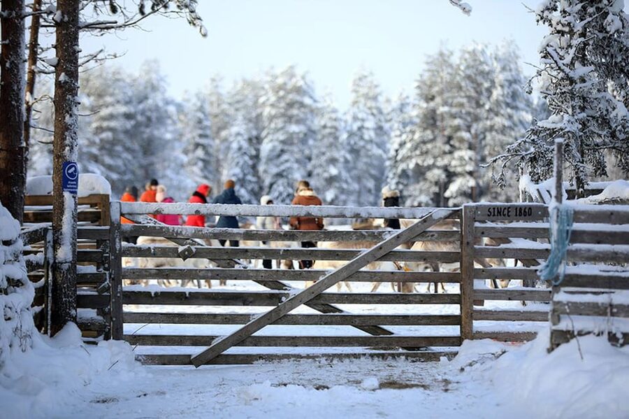 Kuusamo: Reindeer Farm Visit - Is the $31 Price Good Value?