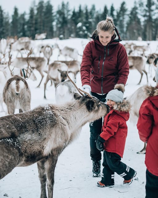Kuusamo: Reindeer Farm Visit - Should You Book the Kujala Reindeer Farm Visit?