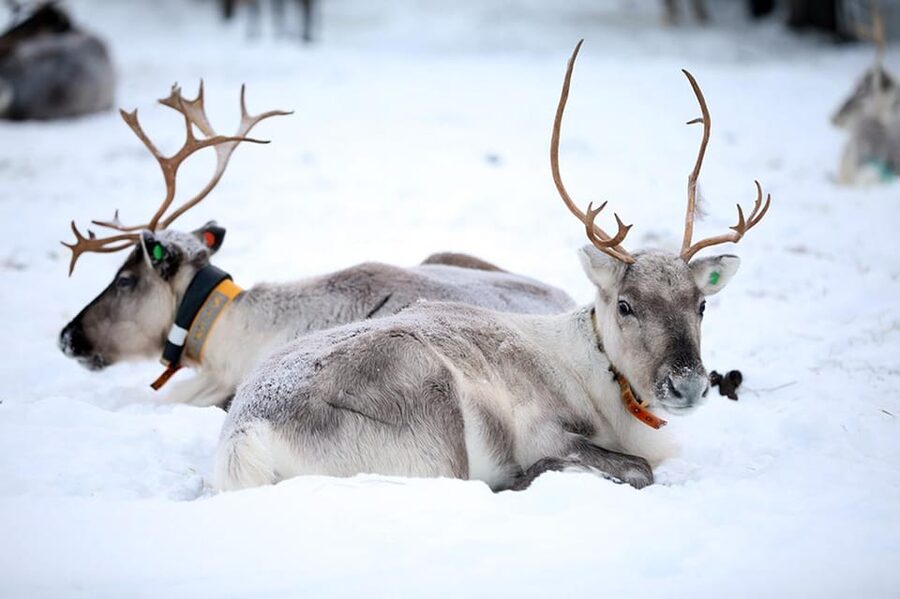 Kuusamo: Reindeer Farm Visit - Why Feeding With Lichen Matters