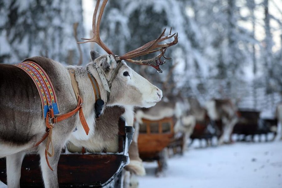 Kuusamo: Reindeer Sleigh Ride and Farm Visit - Key points at a glance