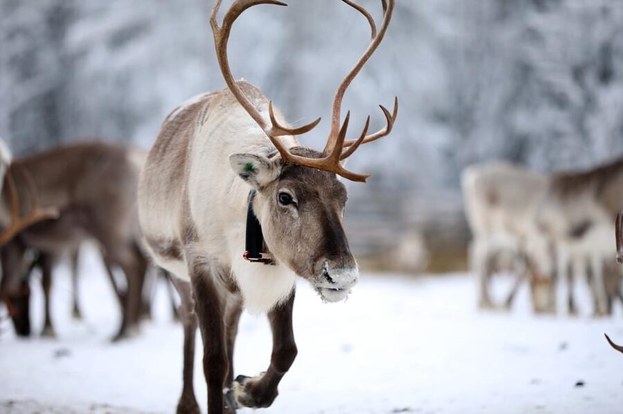 Kuusamo: Reindeer Sleigh Ride and Farm Visit - The 1.5 km sleigh ride through Kujala’s winter woods