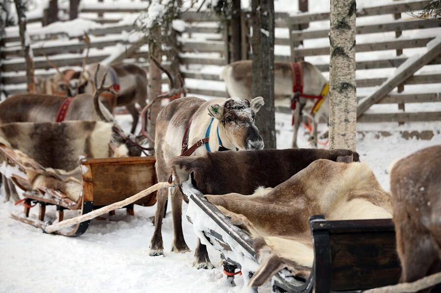 Kuusamo: Reindeer Sleigh Ride and Farm Visit - A working farm, not only a photo stop