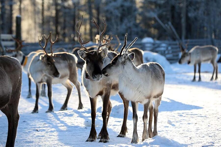 Kuusamo: Reindeer Sleigh Ride and Farm Visit - The farm shop and local products