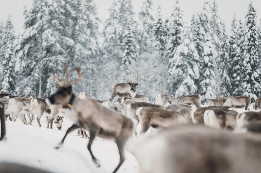 Kuusamo: Reindeer Sleigh Ride and Farm Visit - Who will enjoy this Kuusamo experience most?