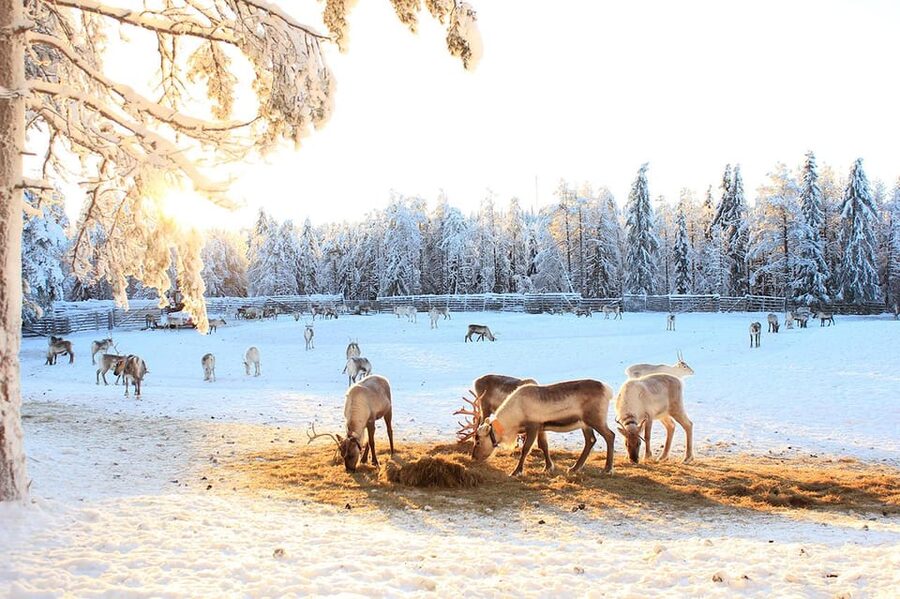 Kuusamo: Reindeer Sleigh Ride and Farm Visit - Timing, language, and practical details