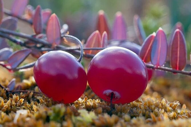 Lapland Berry Day Experience - Key points at a glance