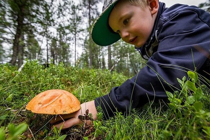 Lapland Berry Day Experience - Into the Arctic woods from Rovaniemi