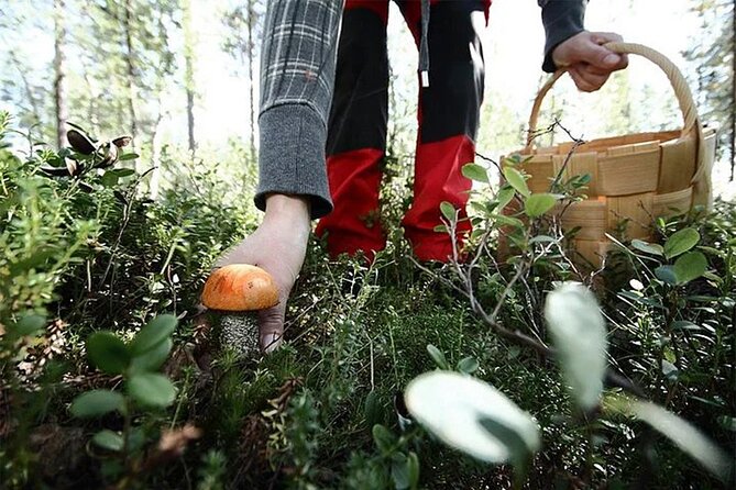 Lapland Berry Day Experience - Why the three-hour format works