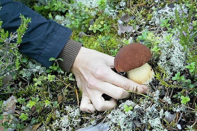 Lapland Berry Day Experience - What you are paying for at $133.44