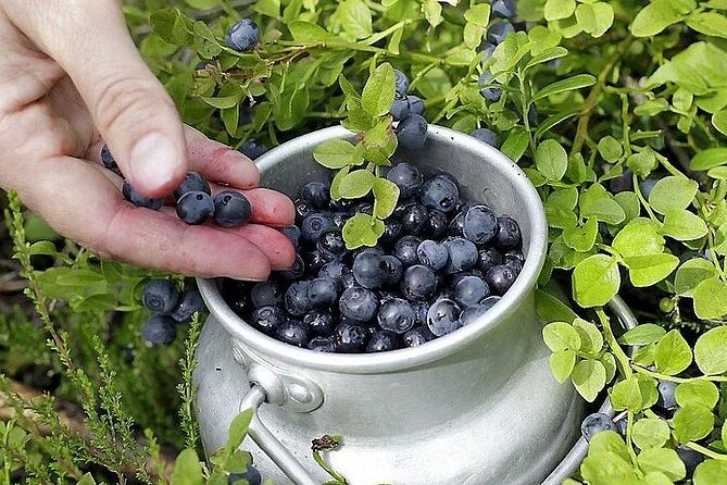 Lapland Berry Day Experience - The human side of the experience
