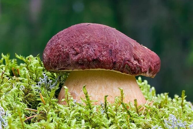 Lapland Berry Day Experience - What you look for: blueberries, cloudberries, and mushrooms