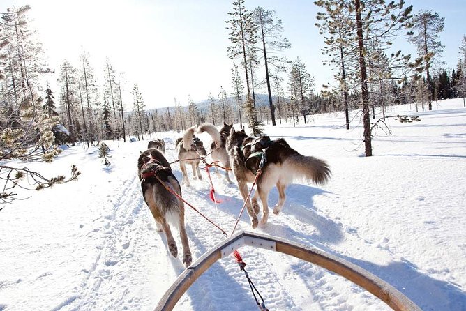 Lapland Husky Safari from Saariselkä - The 10-Kilometer Ride Through Snowy Forest