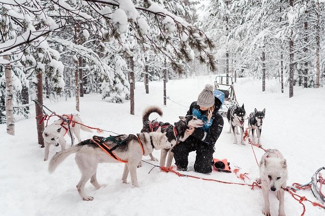 Lapland Husky Safari from Saariselkä - What the $382.25 Price Really Buys