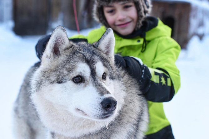 Lapland Husky Safari from Saariselkä - Meeting the Dogs Before the Trail