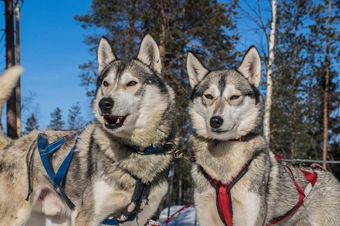 Lapland Reindeer and Husky Safari from Levi - Key points to know before booking