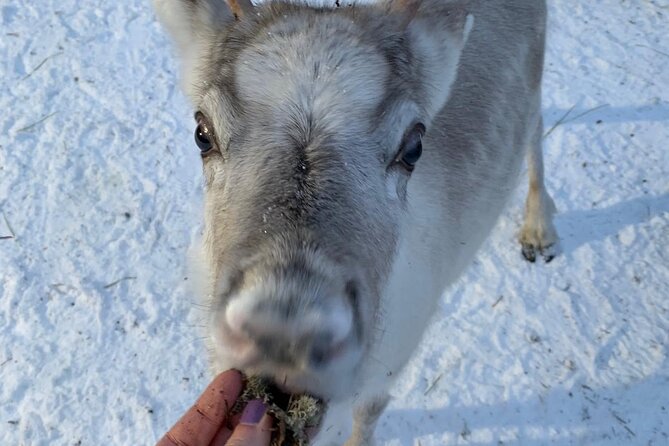 Lapland Reindeer and Husky Safari from Levi - Driving the husky sled for 2 kilometers