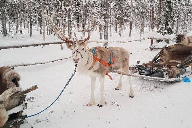 Lapland Reindeer and Husky Safari from Levi - Why the two farms work better together
