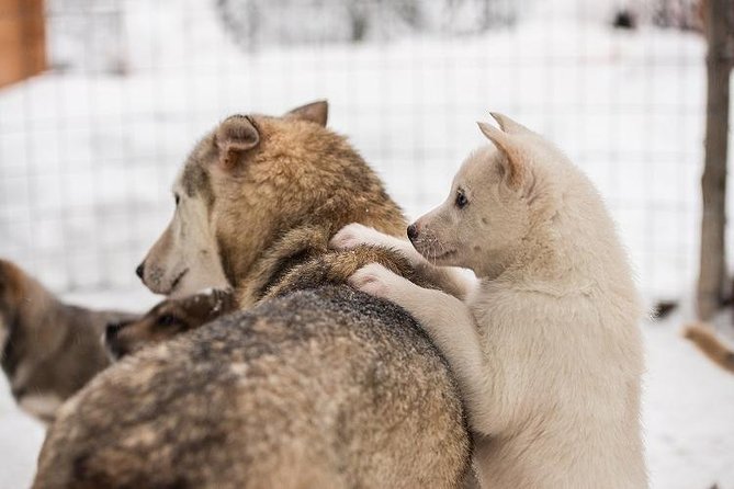 Lapland Reindeer and Husky Safari from Rovaniemi - The husky stop brings speed and noise