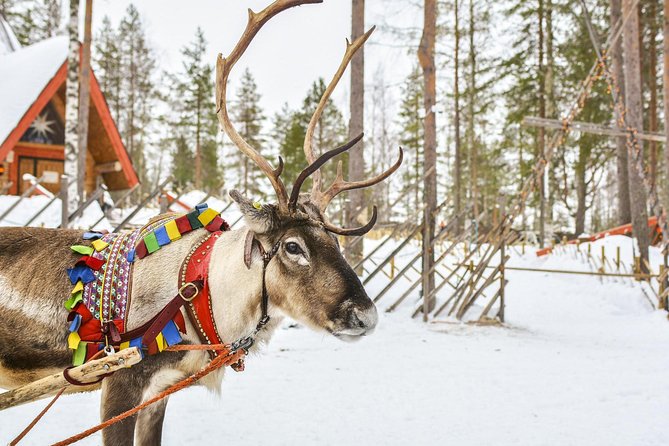 Lapland Reindeer and Husky Safari from Rovaniemi - At the reindeer farm, slow down
