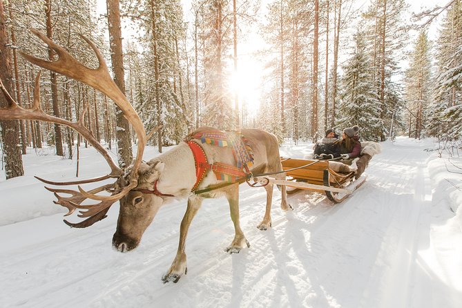 Lapland Reindeer Safari from Rovaniemi - Key points to know before booking