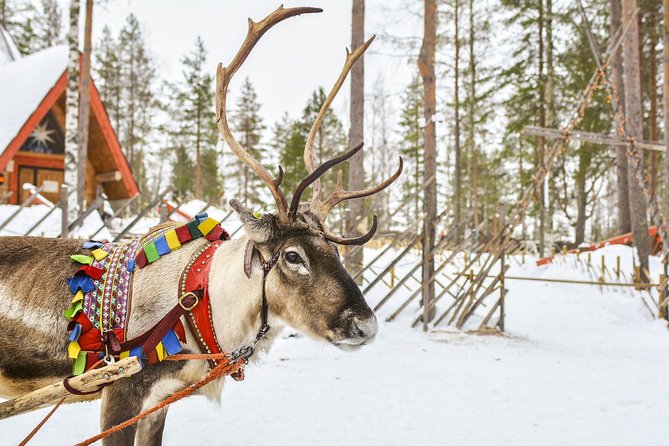 Lapland Reindeer Safari from Rovaniemi - What this Rovaniemi reindeer safari is really like