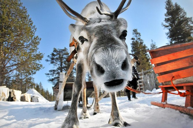 Lapland Reindeer Safari from Rovaniemi - Warming up with berry juice and local treats