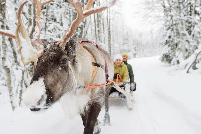 Lapland Reindeer Safari From Saariselkä - Meeting the reindeer and their herders