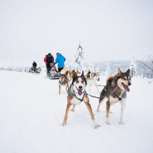 Levi: 15-Kilometres Self-Driving Husky Tour - Taking the reins outside Levi