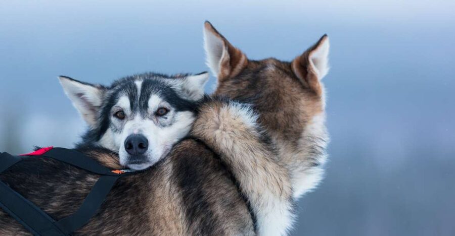 Levi: 7 km Self-Drive Husky Sledding Adventure - How difficult is the self-drive?
