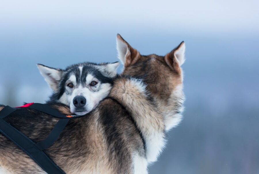 Levi: 7 km Self-Drive Husky Sledding Adventure - Pickup points and the three-hour schedule