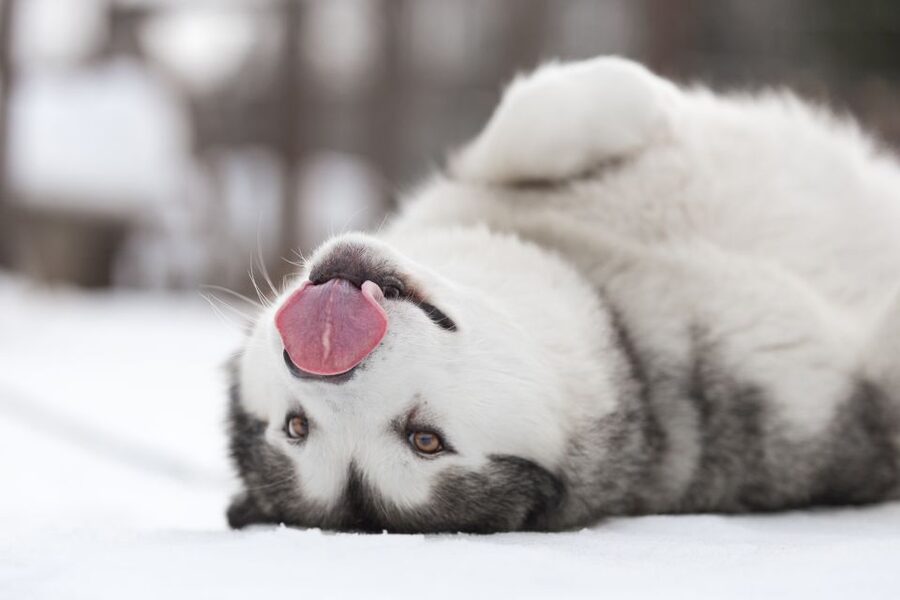Levi: 7 km Self-Drive Husky Sledding Adventure - From happy barking to snowy silence