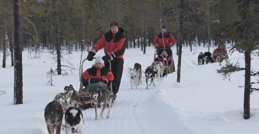 Levi: Evening Husky Sled Ride under the Northern Lights - A dark forest ride from Levi