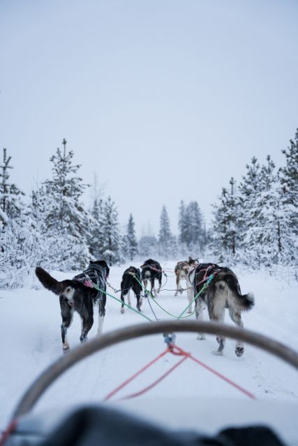 Levi: Evening Husky Sled Ride under the Northern Lights - The safety briefing and sled setup