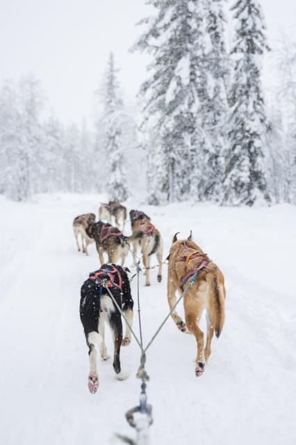 Levi: Guide-driven Husky Safari - A soft start to Lapland’s husky world