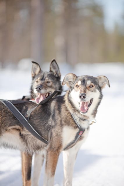 Levi: Guide-driven Husky Safari - Finding the Polar Lights Tours bus on Hissitie 11