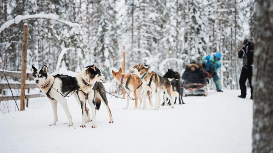 Levi: Husky and Reindeer Farm Visit with Snowmobiling - The Alaskan Huskies in action