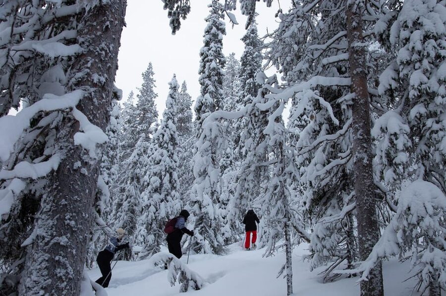 Levi: Lakeside forest snowshoeing - Through Levi’s snowy forest