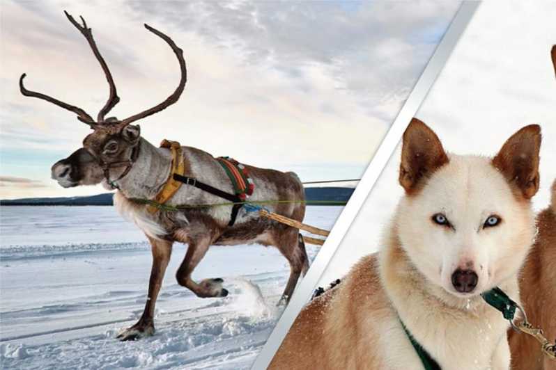 Levi: Lapland Reindeer and Husky Safari - Key points at a glance