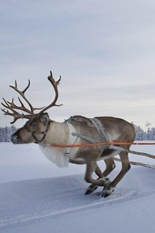 Levi: Lapland Reindeer and Husky Safari - The short ride from Levi to Kittilä