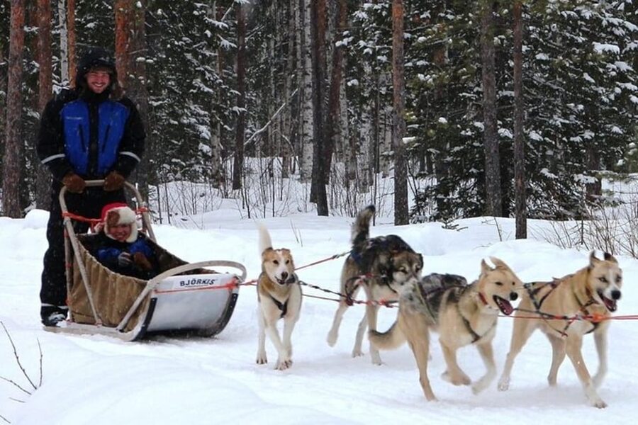 Levi: Lapland Reindeer and Husky Safari - Meeting the huskies and learning to drive