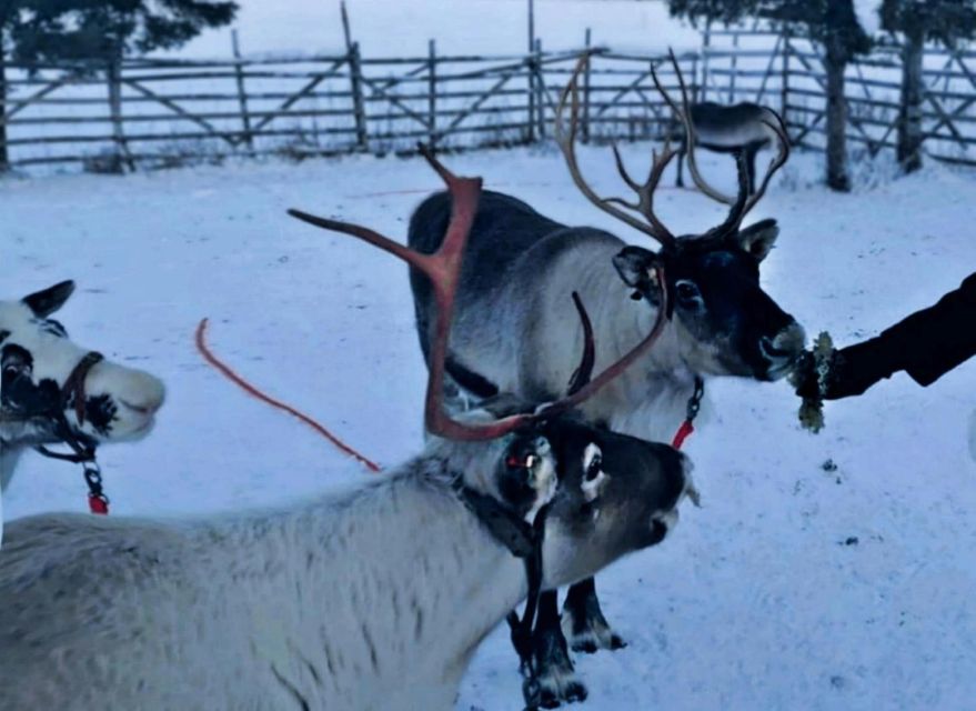 Levi: Lapland Reindeer Safari - A gentle 1-kilometer ride through the snow