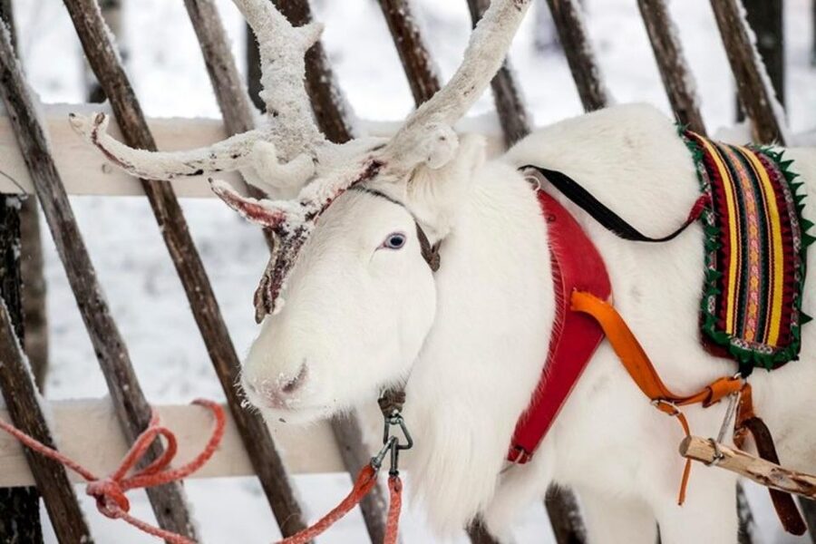 Levi: Lapland Reindeer Safari - Warming up in the fire hut