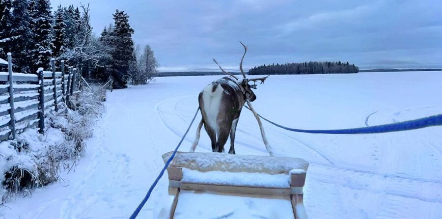 Levi: Lapland Reindeer Safari - What the $114 price really buys